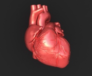 heart Повреждения сердца