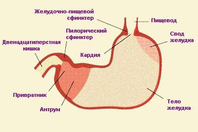 3 Ахилия желудка
