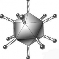 Аденовирусная инфекция