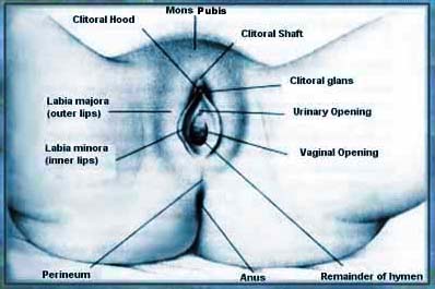lvr-perineum