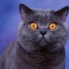 Аллергия и кошачья шерсть: кошке не место в спальне