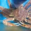 Наночастицы хитозана в лечении морщин и старения кожи