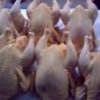 Мясо кур источник уроинфекций