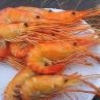 Регулярное употребление креветок предупредит сердечно-сосудистые заболевания