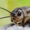 Искуственное ухо вернет слух миллионам людей