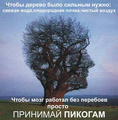 Пикогам Северная звезда