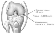 Хотемин Egis